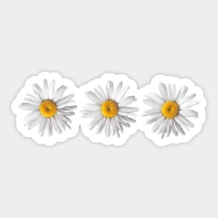 Daisy Trio Sticker